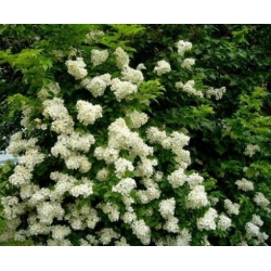 Nasiona Róża wielokwiatowa rosa multiflora szt.3 PWxx181