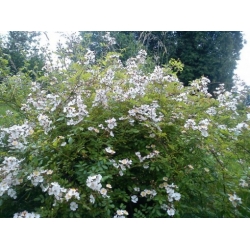 Nasiona Róża wielokwiatowa rosa multiflora szt.3 PWxx181