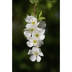 Nasiona Obiela mieszańcowa Exochorda szt.3 PWxx102