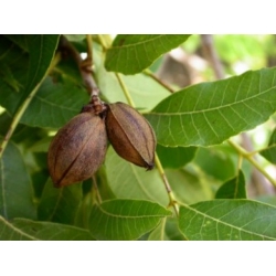 Nasiona Orzesznik jadalny Pecan szt.3 PWxx158