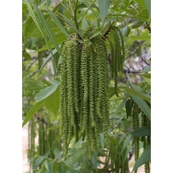 Nasiona Orzesznik jadalny Pecan szt.3 PWxx158