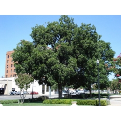 Nasiona Orzesznik jadalny Pecan szt.3 PWxx158