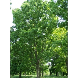 Nasiona Orzesznik jadalny Pecan szt.3 PWxx158