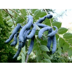 Nasiona Palecznik chiński Decaisnea fargesii szt.3 PWxx94