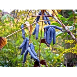 Nasiona Palecznik chiński Decaisnea fargesii szt.3 PWxx94