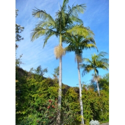 Nasiona Palma Archontophoenix cunninghamiana szt.3 PWxx29