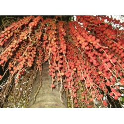 Nasiona Palma Archontophoenix cunninghamiana szt.3 PWxx29