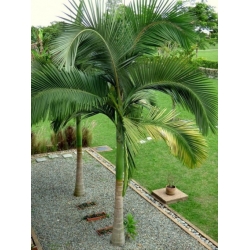 Nasiona Palma Archontophoenix cunninghamiana szt.3 PWxx29