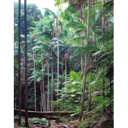 Nasiona Palma Archontophoenix cunninghamiana szt.3 PWxx29