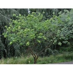 Nasiona Parczelina trójlistkowa Ptelea szt.3 PWxx171