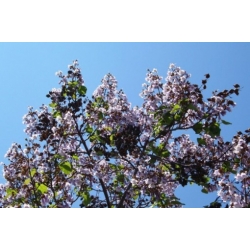 Nasiona Paulownia wielkolistna elongata szt.3 PWxx155