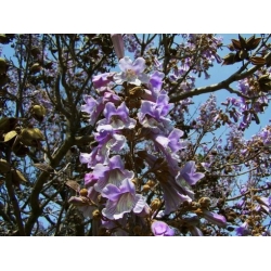 Nasiona Paulownia wielkolistna elongata szt.3 PWxx155