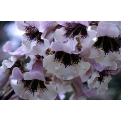 Nasiona Paulownia wielkolistna elongata szt.3 PWxx155