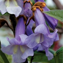 Nasiona Paulownia omszona tomentosa szt.3 PWxx156