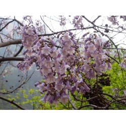 Nasiona Paulownia omszona tomentosa szt.3 PWxx156