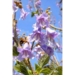 Nasiona Paulownia omszona tomentosa szt.3 PWxx156