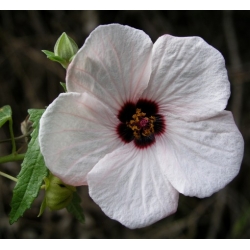 Nasiona Pavonia hastata szt.3 PWxx157