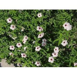 Nasiona Pavonia hastata szt.3 PWxx157