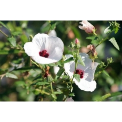 Nasiona Pavonia hastata szt.3 PWxx157