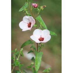 Nasiona Pavonia hastata szt.3 PWxx157