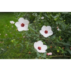 Nasiona Pavonia hastata szt.3 PWxx157