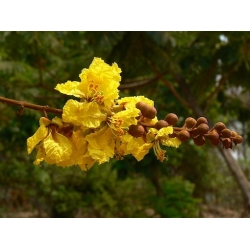 Nasiona Peltoforum oskrzydlone szt.3 PWxx159