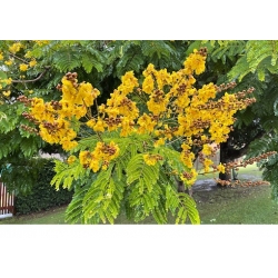 Nasiona Peltoforum oskrzydlone szt.3 PWxx159