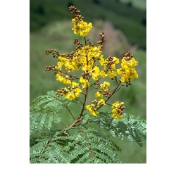 Nasiona Peltoforum oskrzydlone szt.3 PWxx159