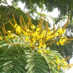 Nasiona Peltoforum oskrzydlone szt.3 PWxx159