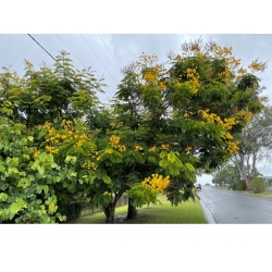 Nasiona Peltoforum oskrzydlone szt.3 PWxx159