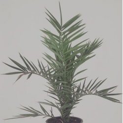 Nasiona Daktylowiec kanaryjski Phoenix canariensis szt.3 PWxx160