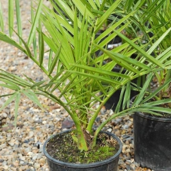 Nasiona Daktylowiec kanaryjski Phoenix canariensis szt.3 PWxx160