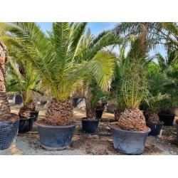 Nasiona Daktylowiec kanaryjski Phoenix canariensis szt.3 PWxx160