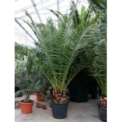 Nasiona Daktylowiec kanaryjski Phoenix canariensis szt.3 PWxx160