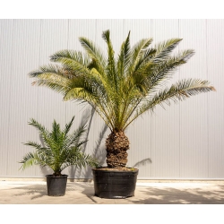 Nasiona Daktylowiec kanaryjski Phoenix canariensis szt.3 PWxx160