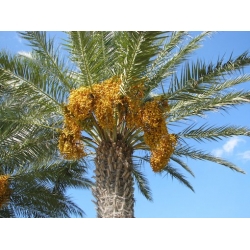 Nasiona Daktylowiec właściwy Phoenix dactylifera szt.3 PWxx161