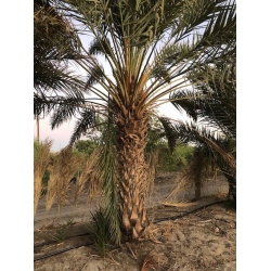 Nasiona Daktylowiec właściwy Phoenix dactylifera szt.3 PWxx161