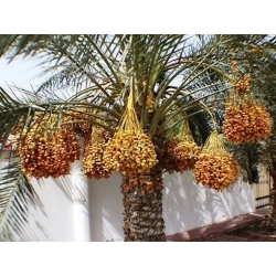 Nasiona Daktylowiec właściwy Phoenix dactylifera szt.3 PWxx161