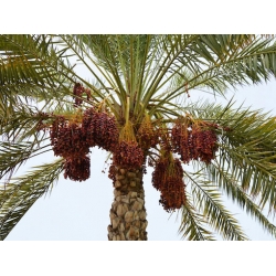 Nasiona Daktylowiec właściwy Phoenix dactylifera szt.3 PWxx161