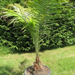 Nasiona Daktylowiec klifowy Phoenix rupicola szt.3 PWxx162