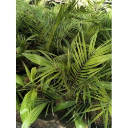 Nasiona Daktylowiec klifowy Phoenix rupicola szt.3 PWxx162