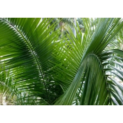 Nasiona Daktylowiec klifowy Phoenix rupicola szt.3 PWxx162