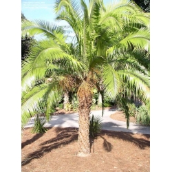 Nasiona Daktylowiec klifowy Phoenix rupicola szt.3 PWxx162