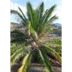 Nasiona Daktylowiec klifowy Phoenix rupicola szt.3 PWxx162