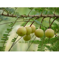 Nasiona Amla liściokwiat phyllantus szt.3 PWxx163