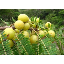 Nasiona Amla liściokwiat phyllantus szt.3 PWxx163