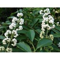 Nasiona Pięknotka amerykańska biała szt.3 PWxx44