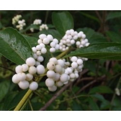 Nasiona Pięknotka amerykańska biała szt.3 PWxx44