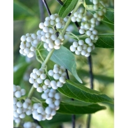 Nasiona Pięknotka amerykańska biała szt.3 PWxx44