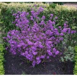 Nasiona Pięknotka bodiniera fioletowa szt.3 PWxx45